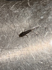 Ctenolepisma longicaudatum