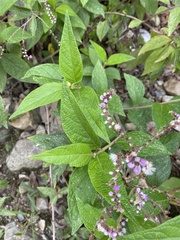 Cyrtocymura