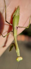 Stagmomantis tolteca