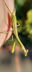 Stagmomantis tolteca