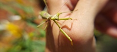 Stagmomantis tolteca