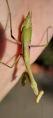 Stagmomantis tolteca