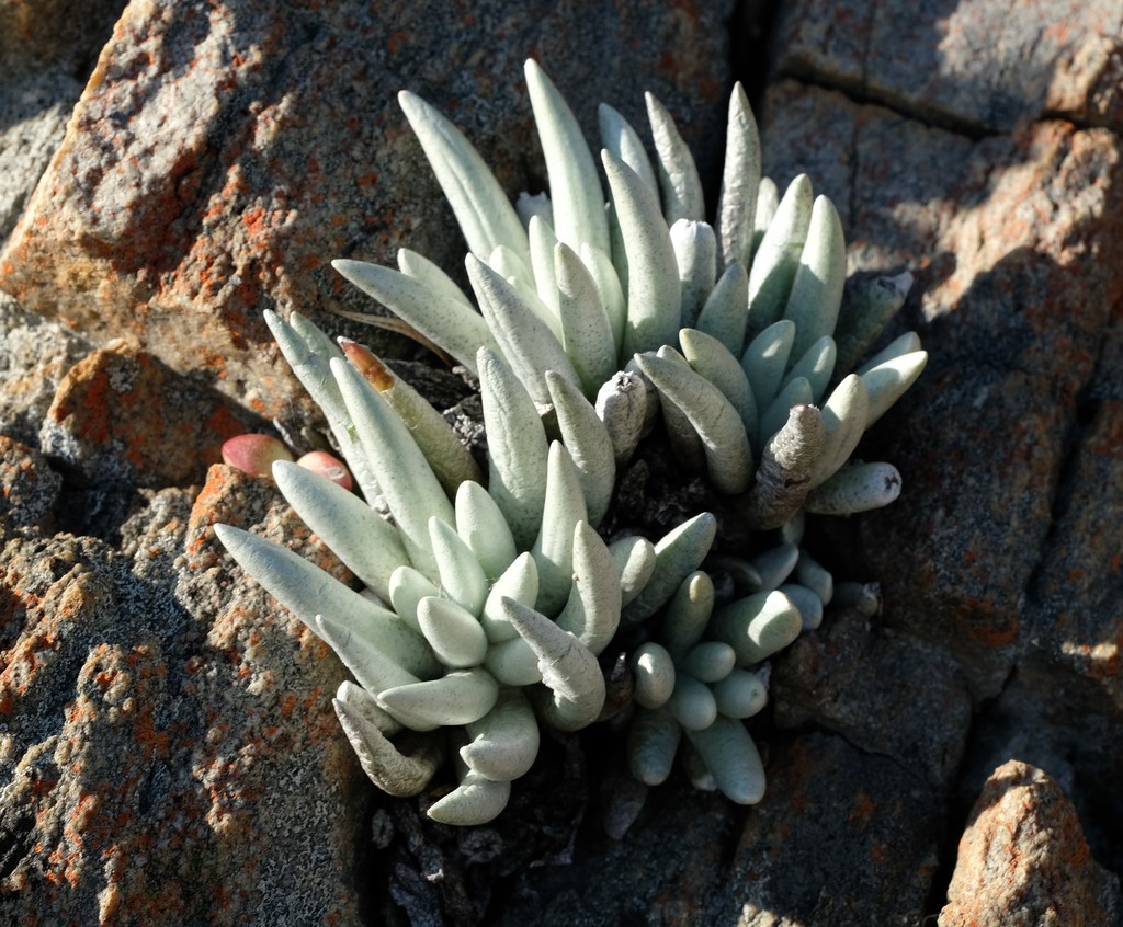 Caputia scaposa
