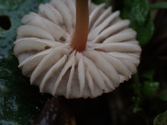 Mycena olivaceomarginata