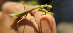 Stagmomantis tolteca