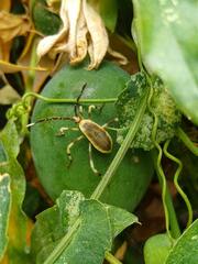 Holhymenia histrio