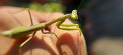 Stagmomantis tolteca