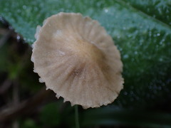 Mycena olivaceomarginata