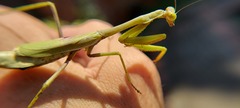 Stagmomantis tolteca