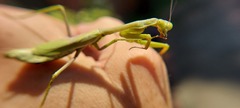 Stagmomantis tolteca