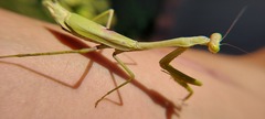 Stagmomantis tolteca