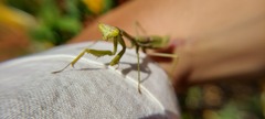 Stagmomantis tolteca