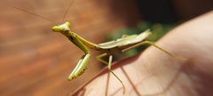 Stagmomantis tolteca