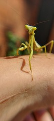 Stagmomantis tolteca