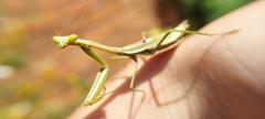 Stagmomantis tolteca