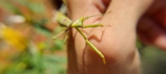 Stagmomantis tolteca