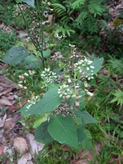 Eupatorieae