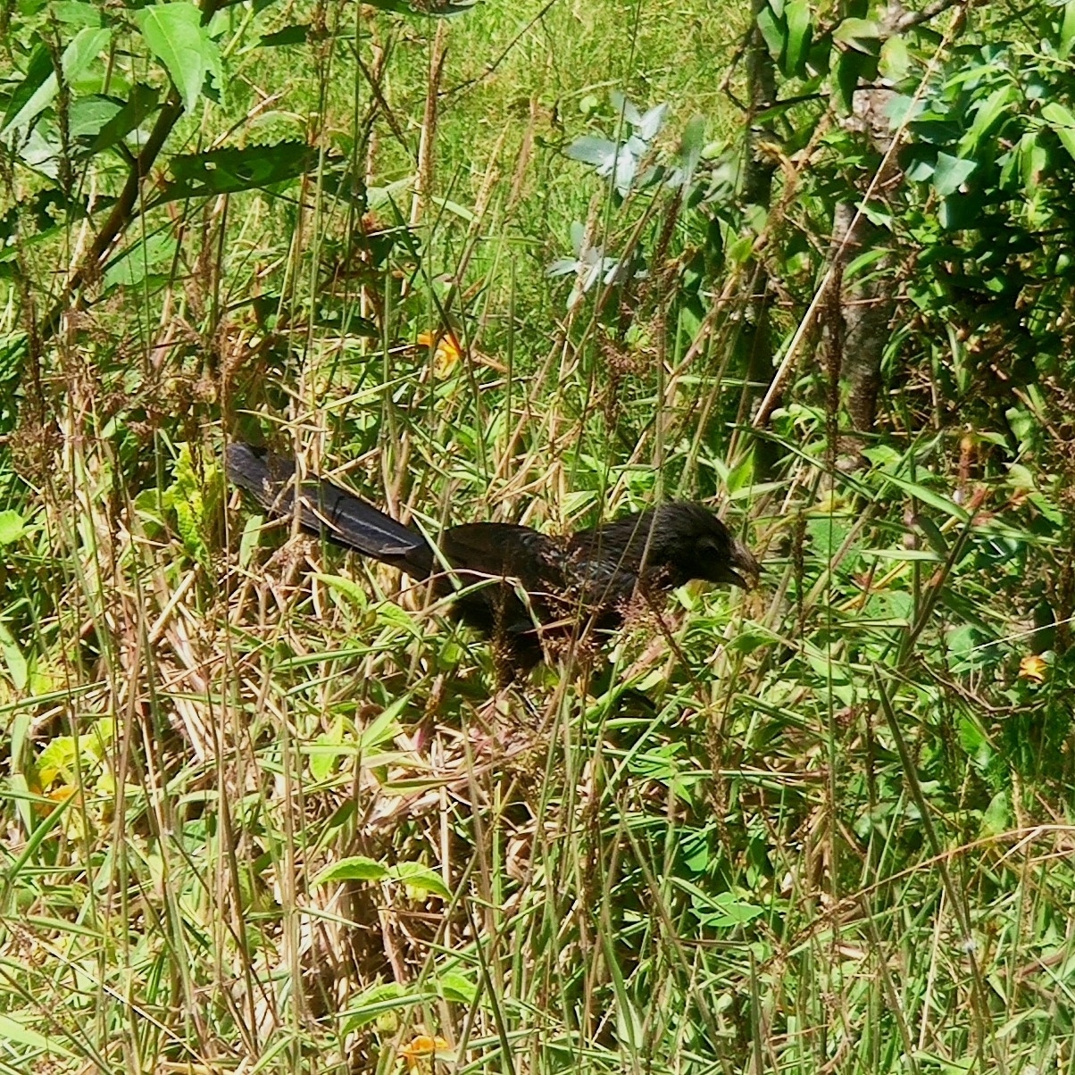 Crotophaga sulcirostris image