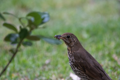 Turdus philomelos clarkei