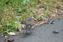 Fringilla coelebs gengleri