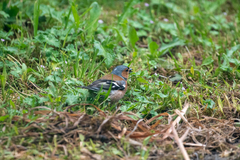 Fringilla coelebs gengleri