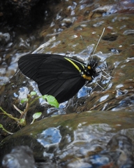 Pereute charops charops