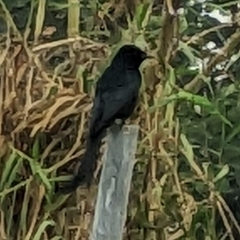 Dicrurus macrocercus