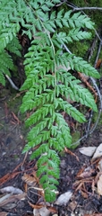 Polystichum dudleyi