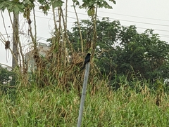 Dicrurus macrocercus