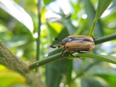 Chondropyga dorsalis