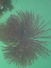 Eudistylia polymorpha