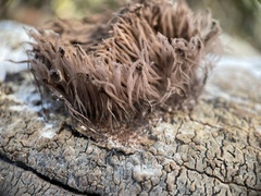 Stemonitis splendens