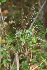 Panicum virgatum