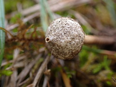 Tulostoma brumale