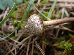 Tulostoma brumale