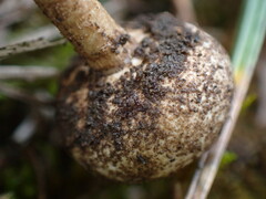 Tulostoma brumale