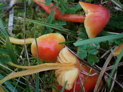 Hygrocybe mucronella