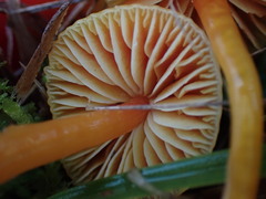 Hygrocybe mucronella