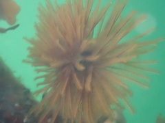 Eudistylia polymorpha