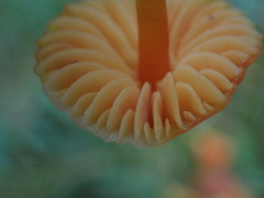 Hygrocybe mucronella