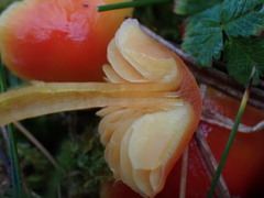 Hygrocybe mucronella