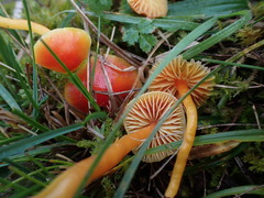 Hygrocybe mucronella