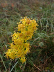 Solidago virgaurea virgaurea