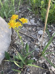 Packera plattensis