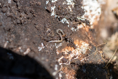 Enchytraeidae