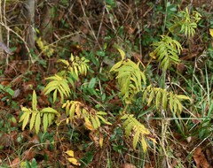 Agrimonia parviflora