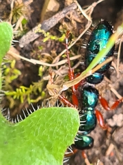 Diamma bicolor