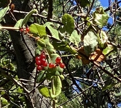 Lonicera hispidula