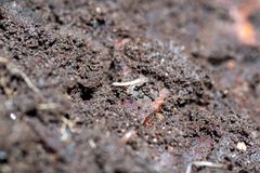 Enchytraeidae