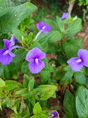 Torenia fournieri